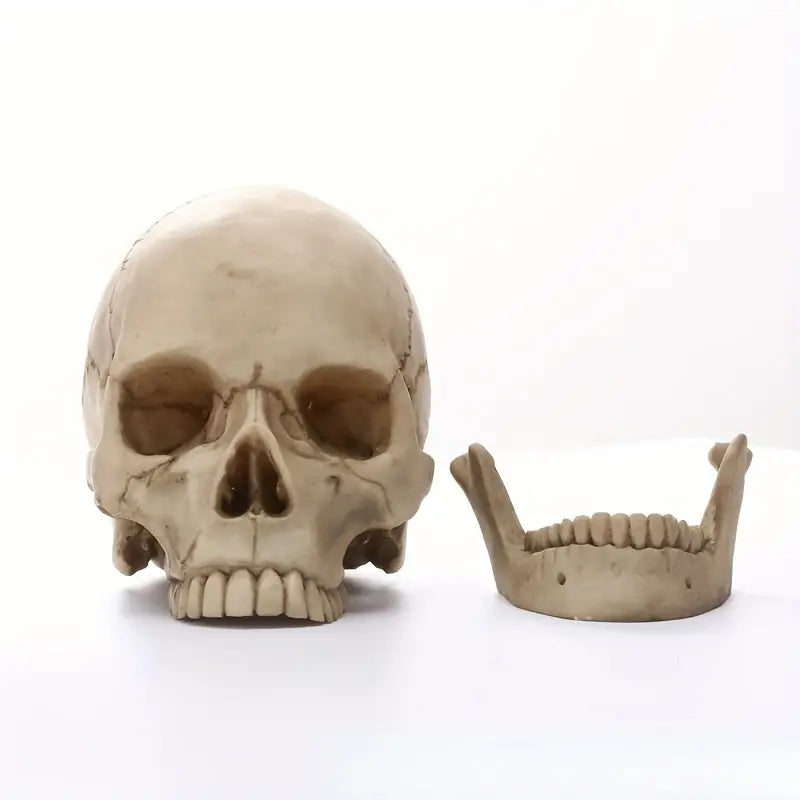 Anatomically Correct Human Skull Replica for Meditation